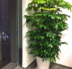 南昌綠植租擺